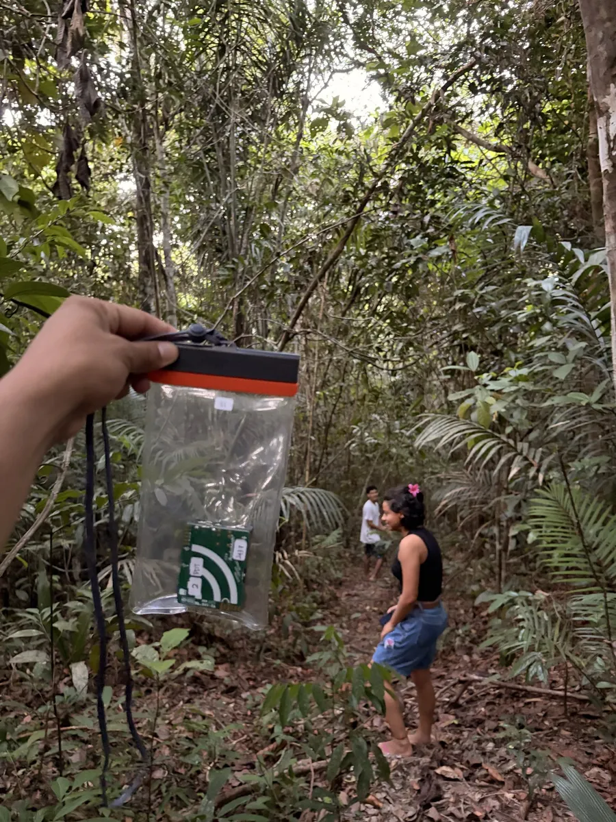 Back in Manaus: field notes and forest sounds